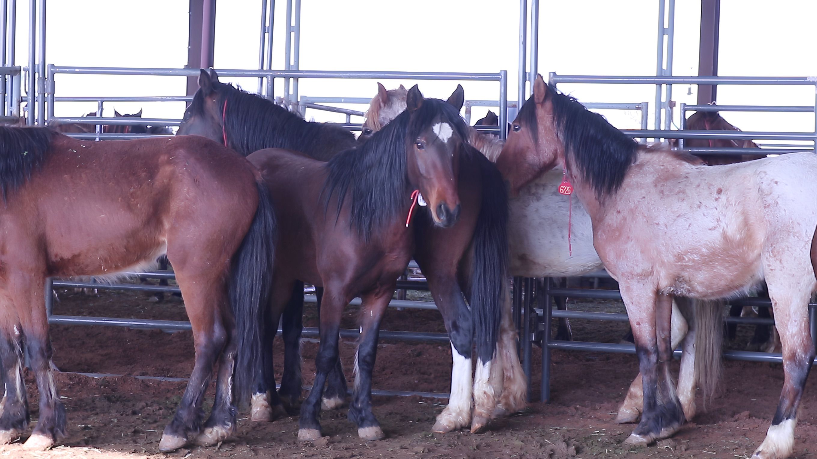 A group of wild mustangs with neck tags standing together in a holding pen